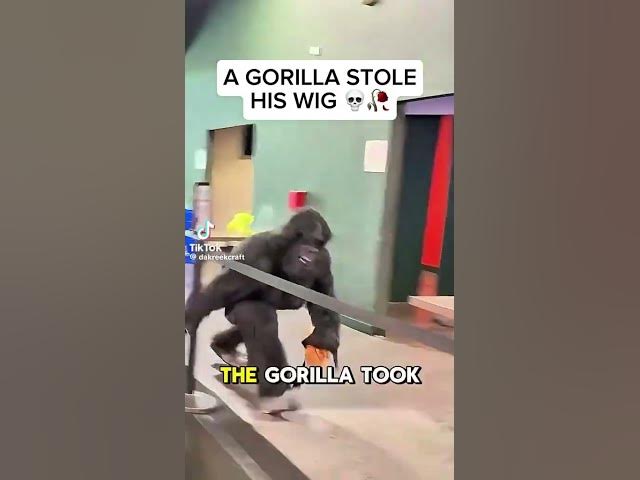 Famous youtuber @KreekCraft  lost his wig to a  big ape 🦍 😂