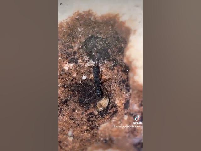 Video thumbnail for ¡Mi nueva colonia de hormigas cazadoras!🐜 #viral #harpegnathosvenator #shorts