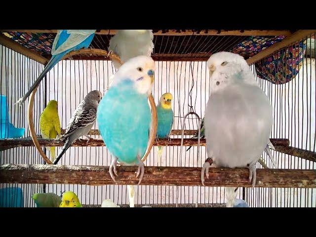 Video thumbnail for Warum hasst dein Wellensittich seinen Käfig Einfache Lösungen, die du noch nicht probiert hast! ❓🛠️