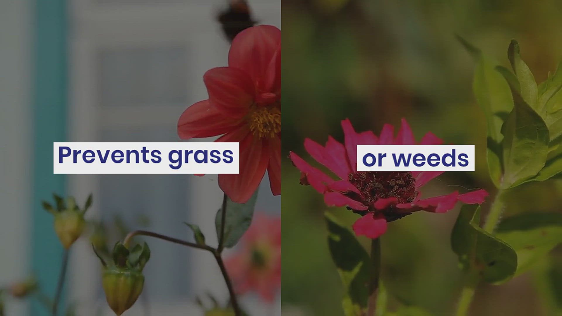 'Video thumbnail for Landscape edging ideas'