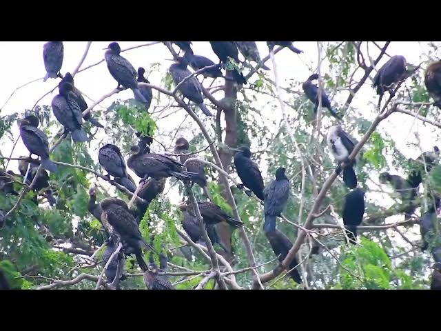 Video thumbnail for All bird cry on nest | Wild black bird a lot