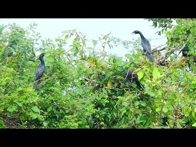 Video thumbnail for ជីវិតនិងធម្មាជាតិនូវជាមួយគ្នា(គ្រួសារក្អែកទឹក៖