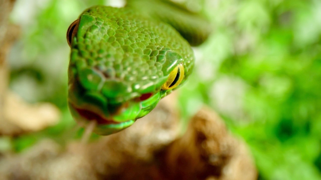 Video thumbnail for The story behind snakes' invisible ears and their survival role