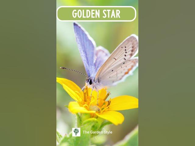 Video thumbnail for Stunning Shade Loving Perennials for a Thriving Shade Garden #shadeperennials #shadegardenideas