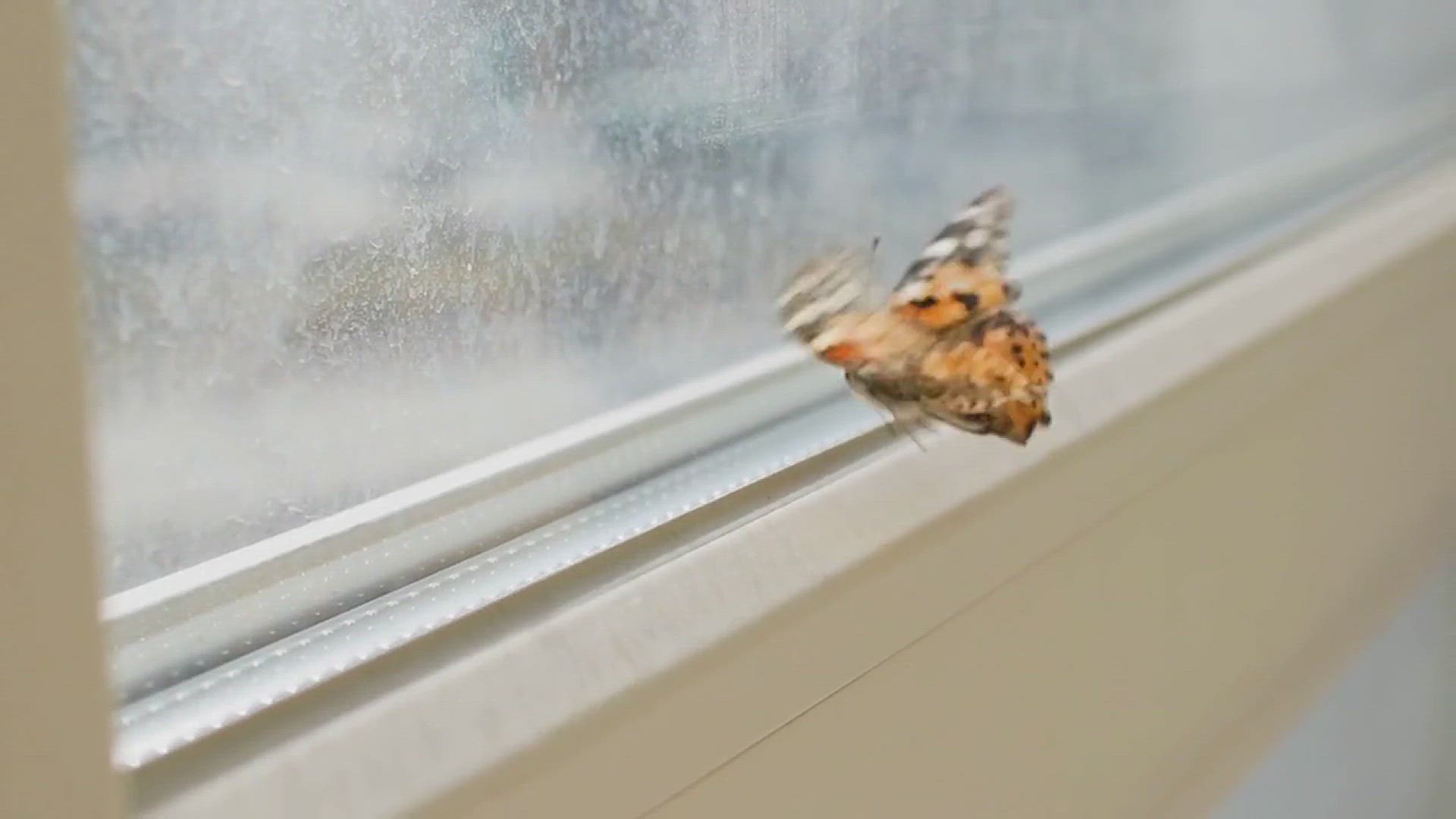 'Video thumbnail for How to Repel Flying Termites from My Kitchen'