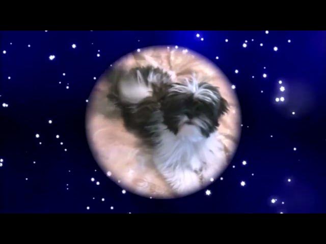 Video thumbnail for I`m Robbie the doggy