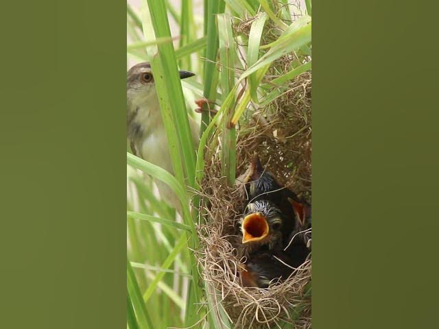 Video thumbnail for Best Feeding Eat Baby Bird in Nest  #birds #birdspotting #nature #birdwatch #wildlife #birdslover