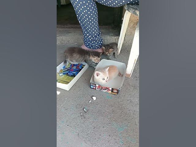 Video thumbnail for Cute kittens😍😘🥰#shorts