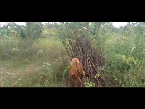 Video thumbnail for | 22 July 2025 | ஆடு மேய்க்காலம் வாங்க