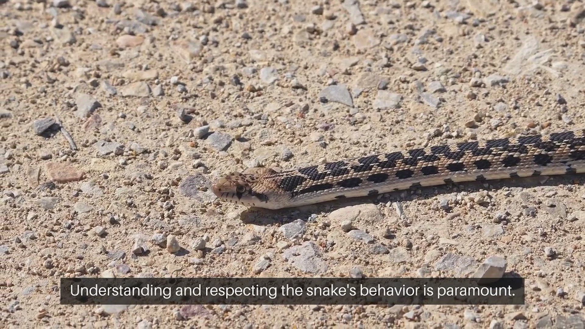 Video thumbnail for Snake Handling Precautions