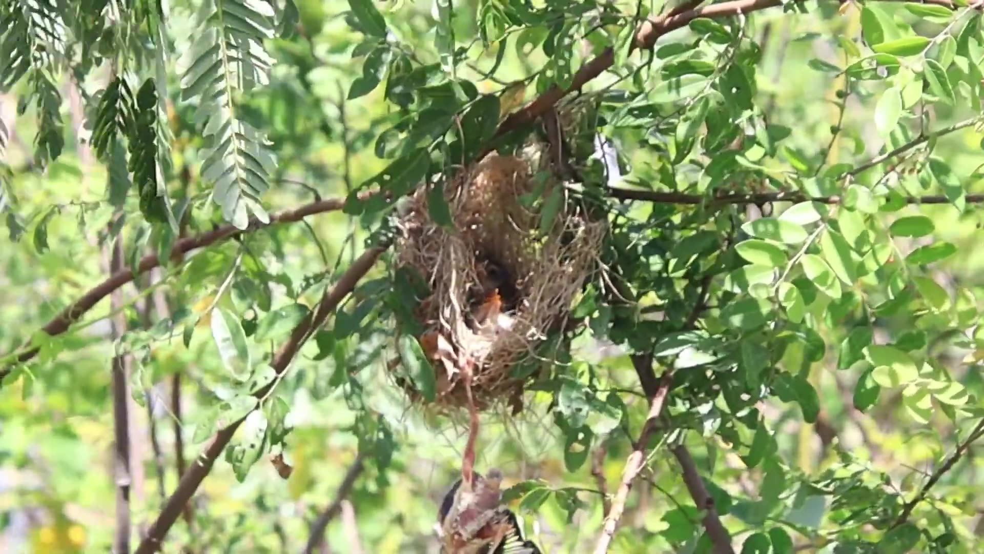 'Video thumbnail for កូនចាបតូច ធ្លាក់ពីសំបុក | Babie small bird failing from nest'