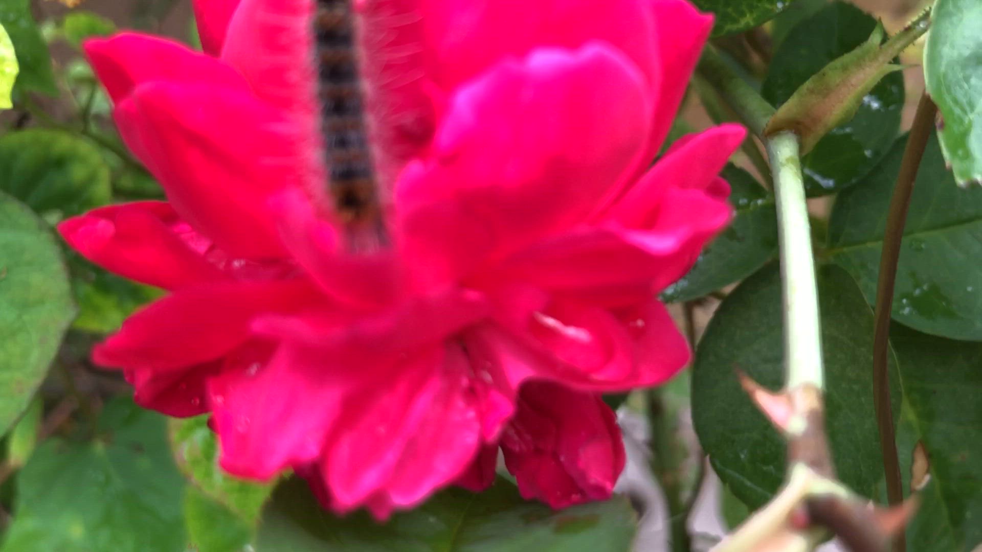 Video thumbnail for Rose flower