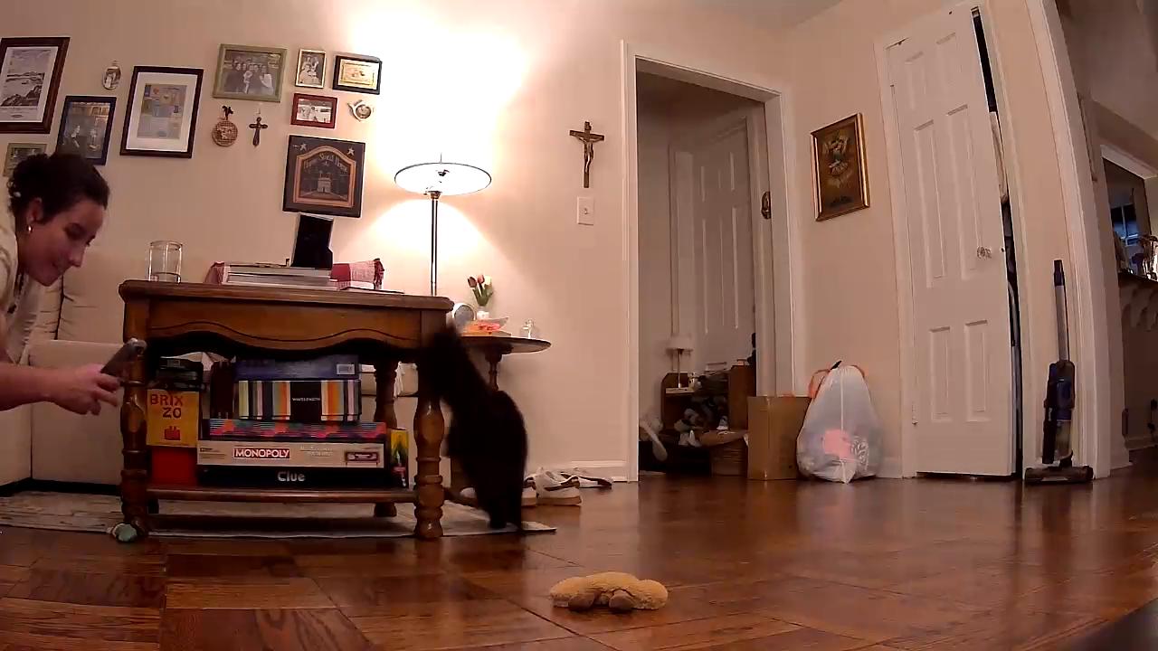 Video thumbnail for Cat Runs Over to Owner on Hind Legs