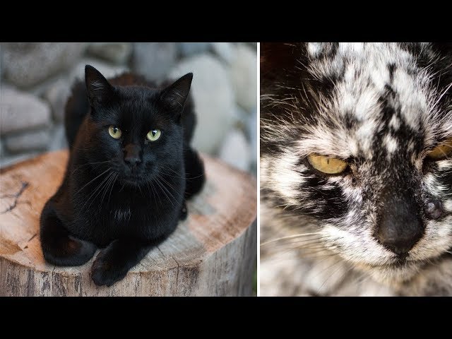 Video thumbnail for 7 Years After He Adopts A Normal Black Cat, It Transforms Into Something Unexpected