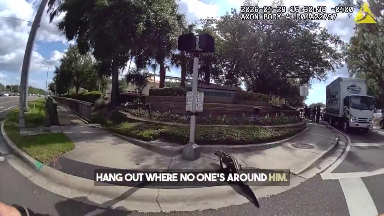 Video thumbnail for US: Deputy Confronts 7 Foot Alligator Blocking Busy Tampa Highway During Mating Season.