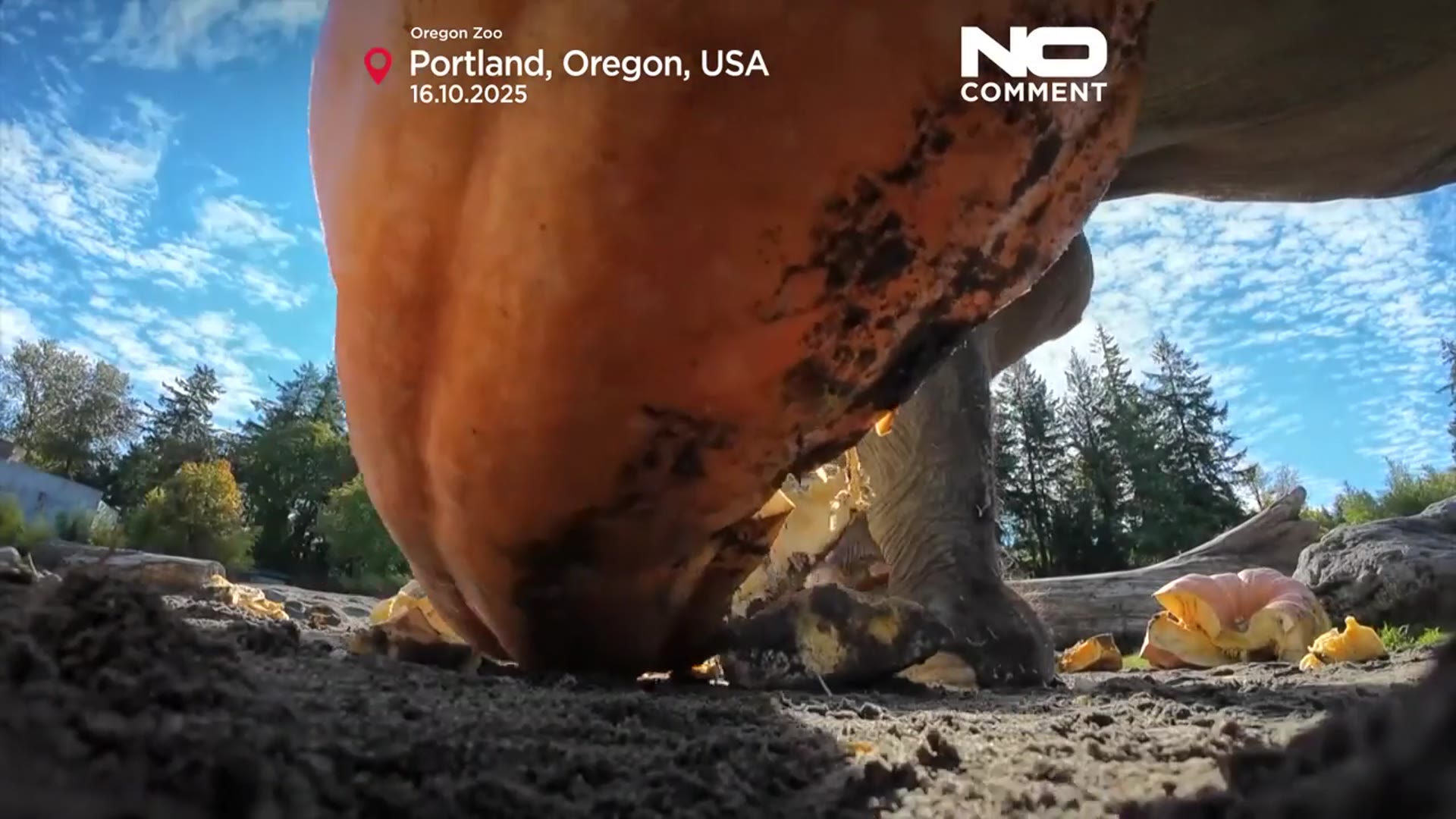 'Video thumbnail for Elephants at Oregon Zoo crush giant pumpkins to celebrate Halloween'
