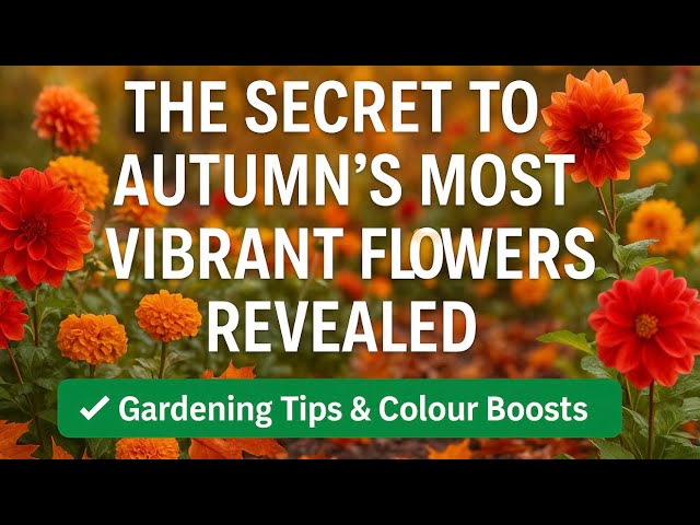 Video thumbnail for 🎥 ✅ 🌼 The Secret to Autumn’s Most Vibrant Flowers Revealed 🍂 | Gardening Tips & Colour Boosts 🎧