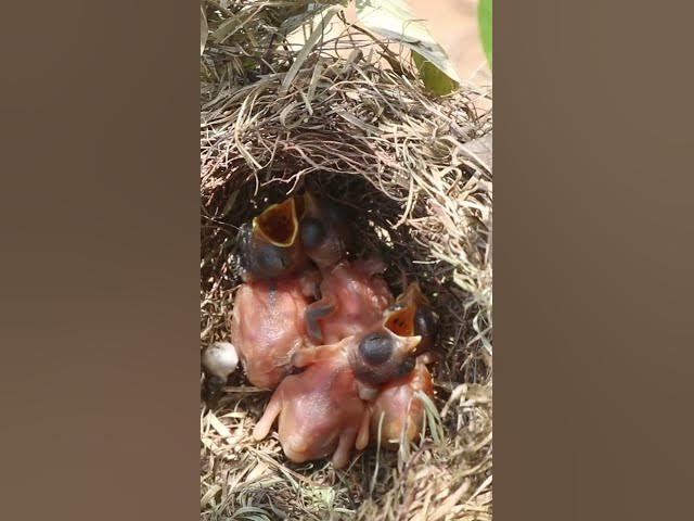 Video thumbnail for Babies Bird Very Hugry Feed EP#255 #birds #nature #shortvideo #viralvideo #birds #farming #wildlife