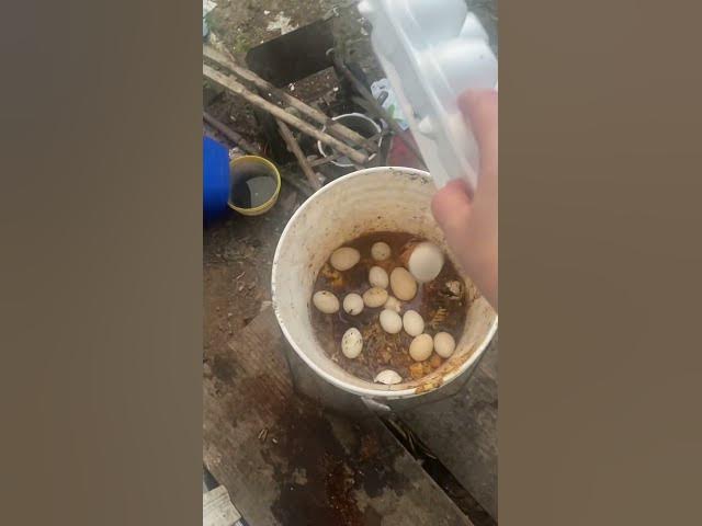 Video thumbnail for Only posting this after using all the good ones 😂 #Eggs #Breakfast #RottenEggs #FloatTest #Group7
