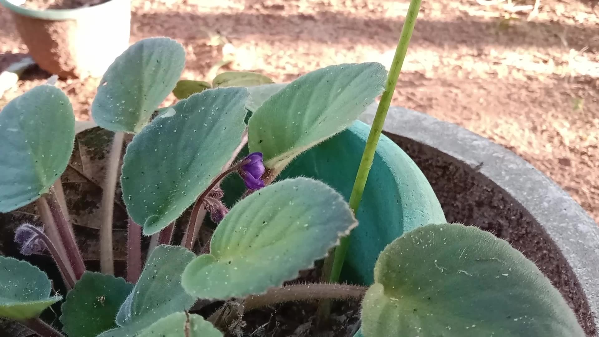 Video thumbnail for African Violet