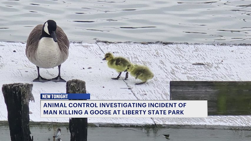 Video thumbnail for Nonprofit: Man killed goose protecting goslings with his bare hands