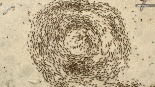 Video thumbnail for Army Ants Trapped in a Death Circle: What Does It Mean?