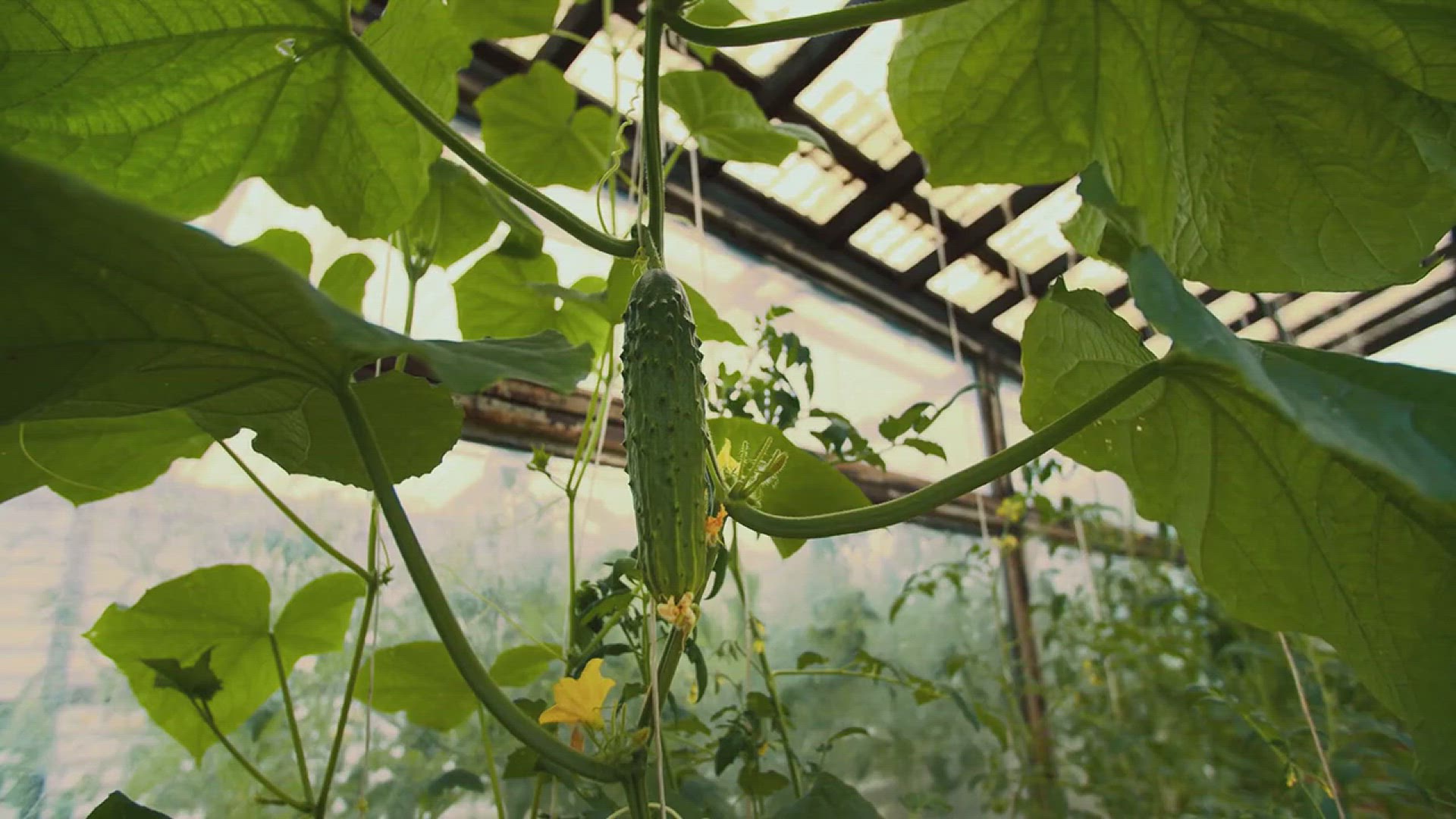 'Video thumbnail for How to Grow Cucamelons'