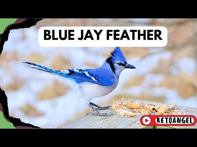 'Video thumbnail for The Spiritual Meaning Behind Finding a Blue Jay Feather'
