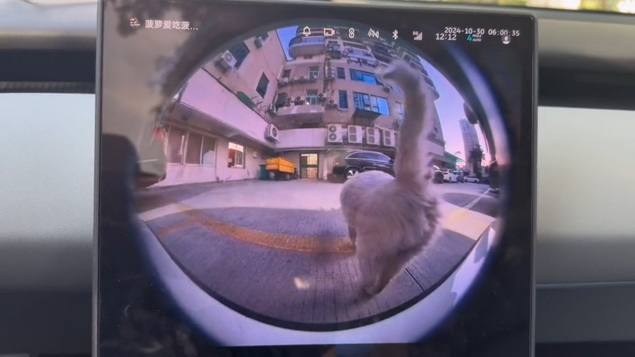 Video thumbnail for Stray Cat Marks Car Dashcam in Guangdong