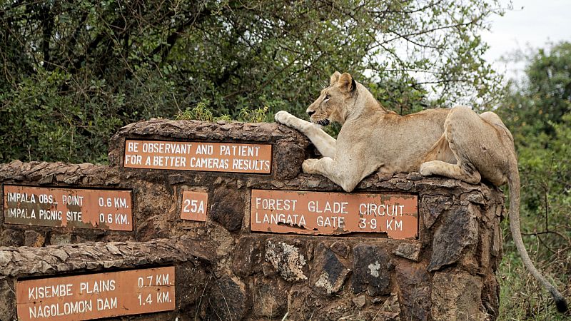 'Video thumbnail for Living with lions: Encounters with wild animals on the rise near Nairobi National Park'
