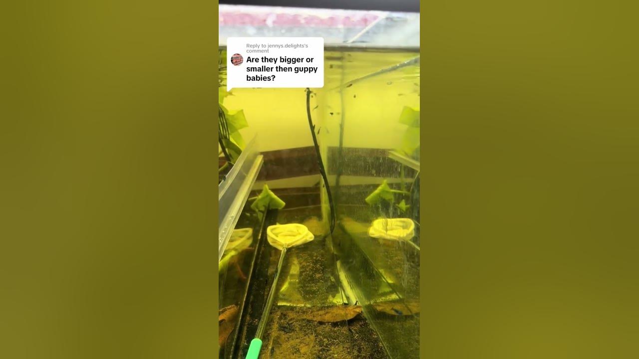 Video thumbnail for rainbow fish egg update. They are growing. Melanotaenia species "Kali Myesiu"