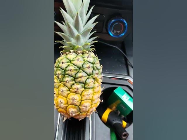 Video thumbnail for Home Grown...Ripe  or  Not...??