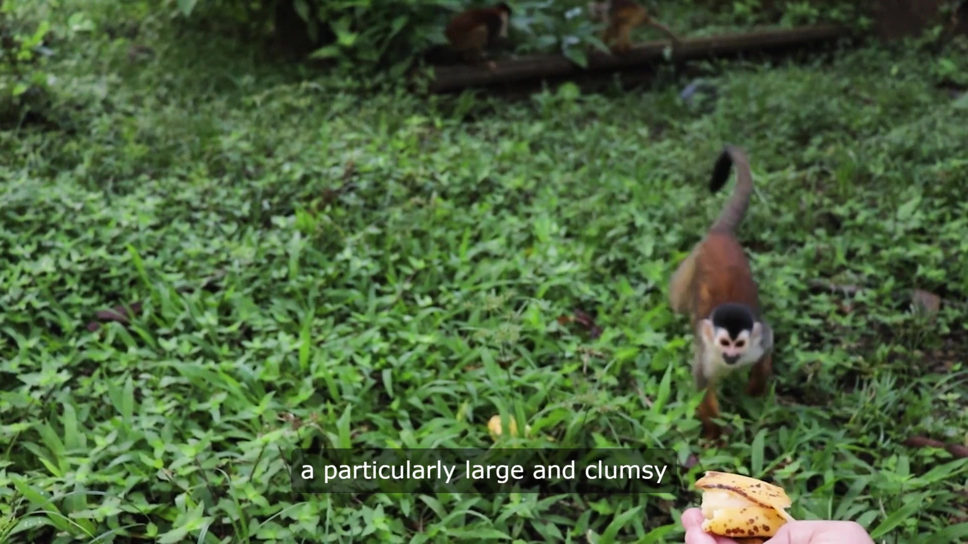 Video thumbnail for Farewell Magilla Gorilla