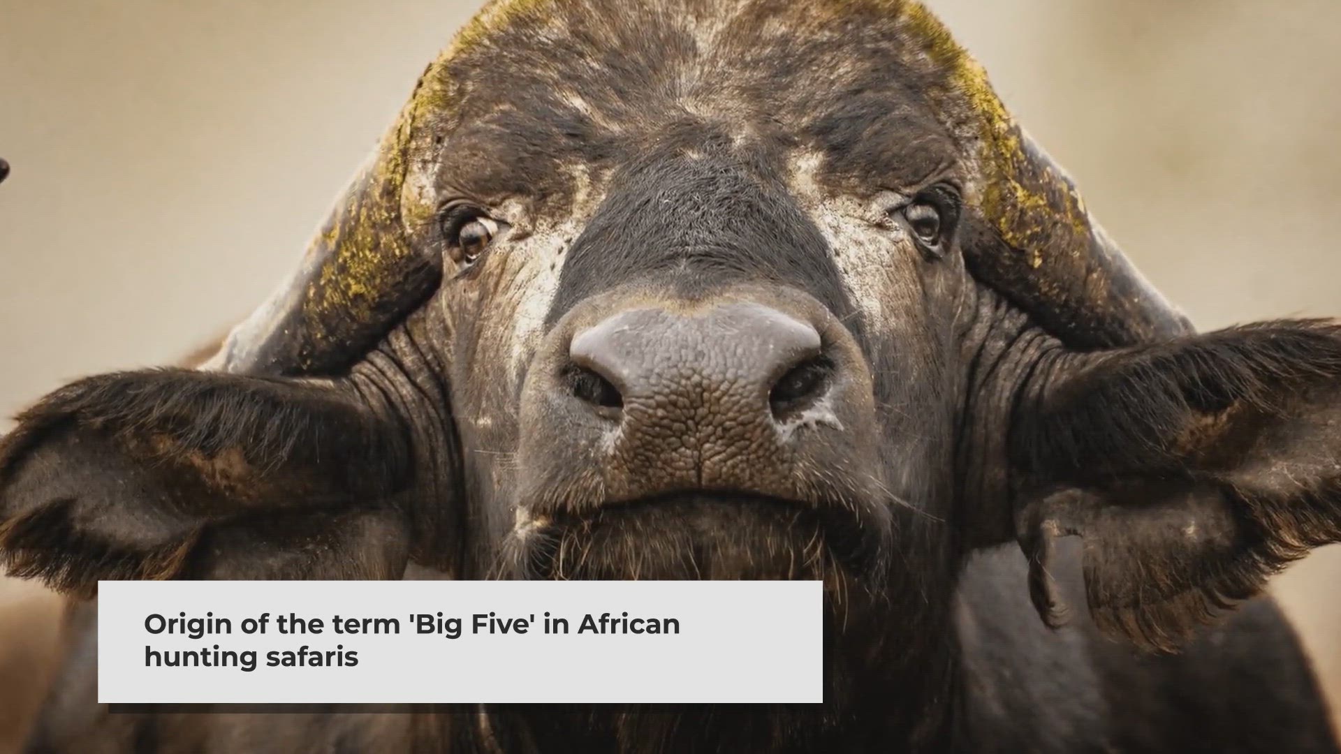 Video thumbnail for Exploring the Majestic Big Five of South Africa