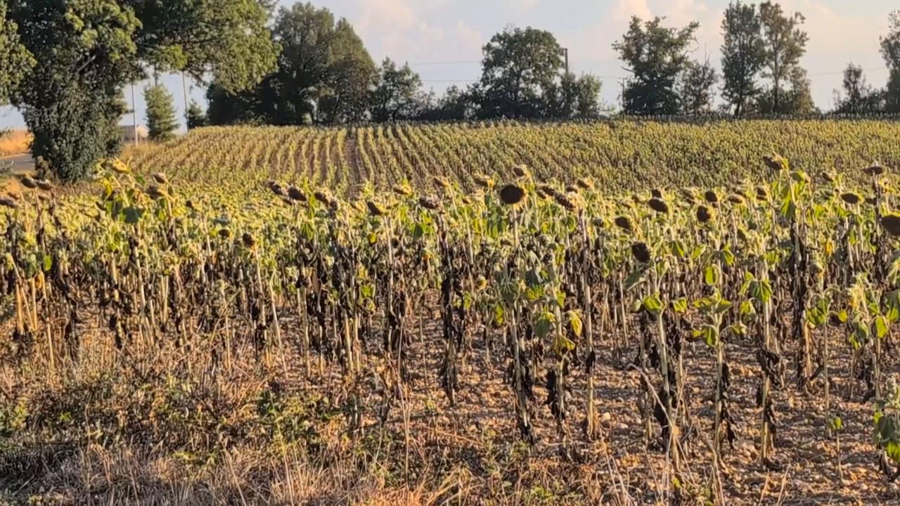 Video thumbnail for France: Drought causes crop losses and dries up waterways in France.