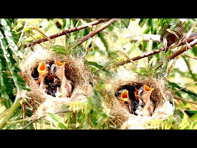 Unbelivevable cuckoo bird sparrow eat big food on nest