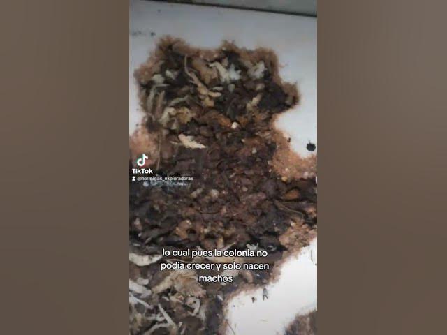 Video thumbnail for ¿Es el fin de las Diacamma?😓 #viral #shorts #diacammarugosum #hormigas