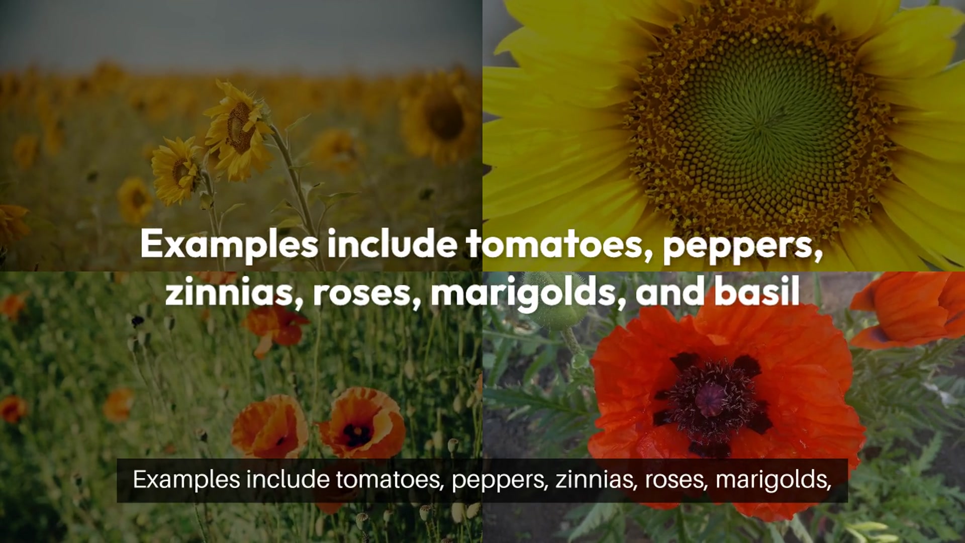 Video thumbnail for Understanding Full Sunlight Requirements for Plants