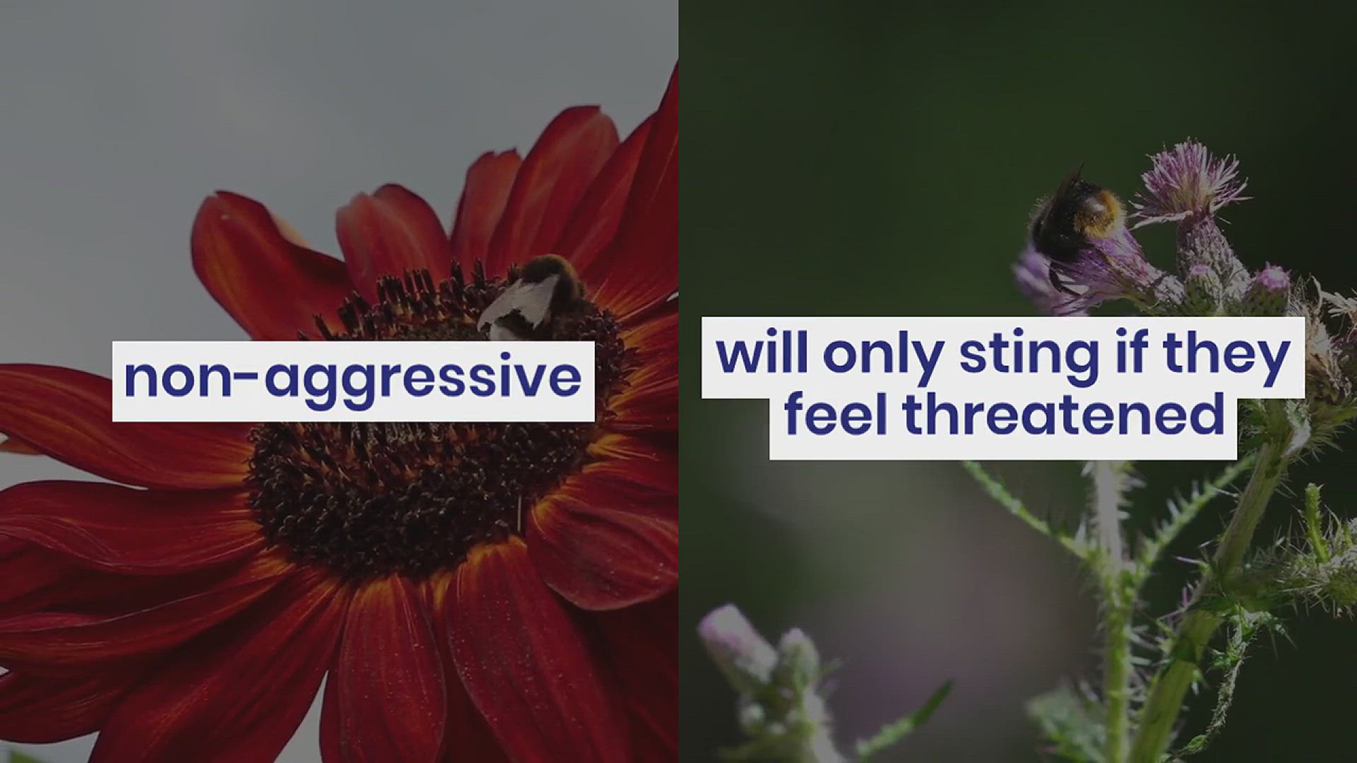'Video thumbnail for How to Get Rid of Bumblebees'