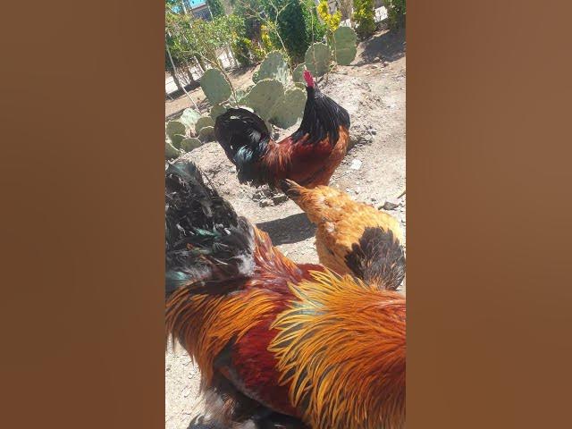 Video thumbnail for rosecomb and vorwerk and silki and brahma😍😍😍