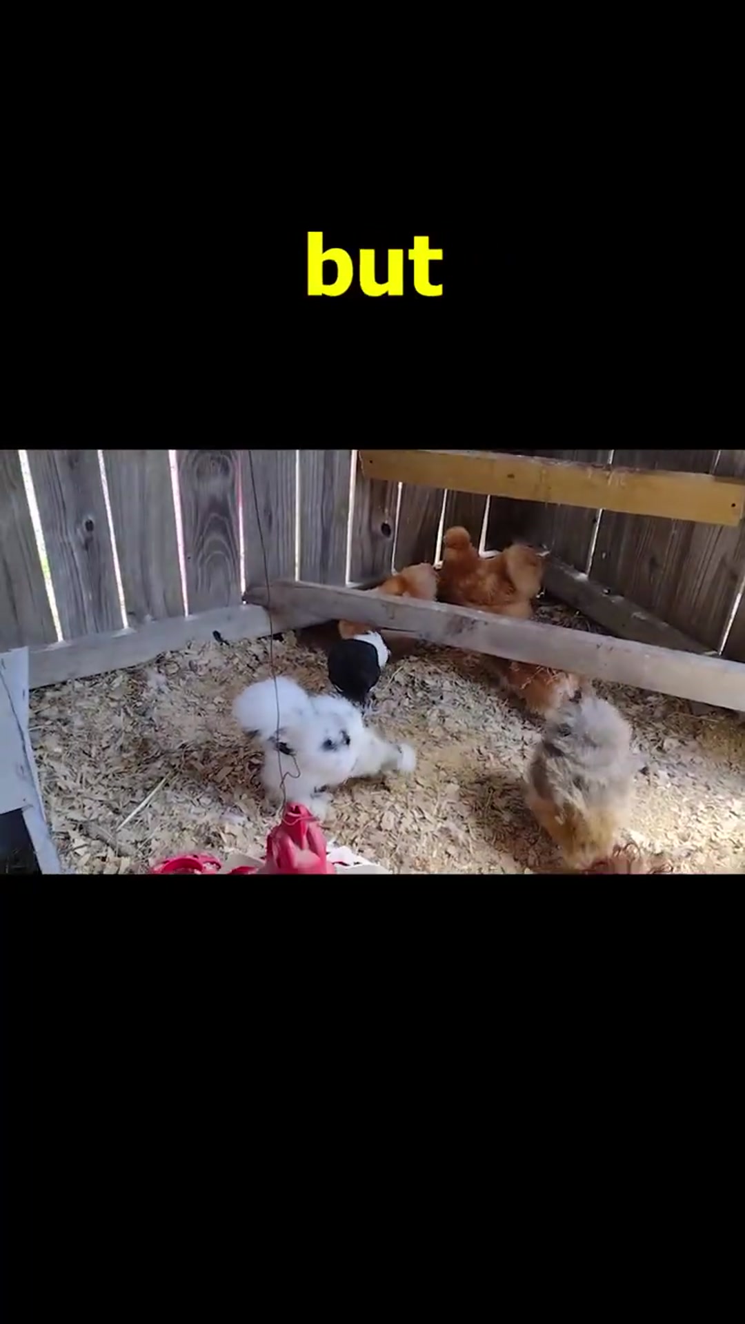 Video thumbnail for Dizzy's Silkie Chicken Barn Sept 16, 2022 #Shorts