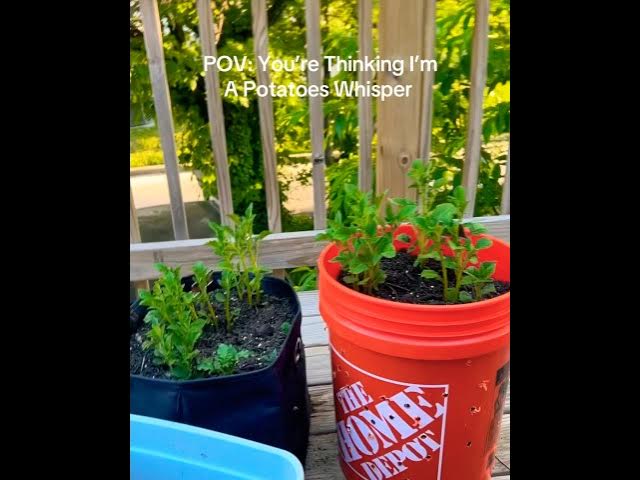 Video thumbnail for ￼ how to grow potatoes #beginnergardening #comment any advice #plants #nature #smallpots
