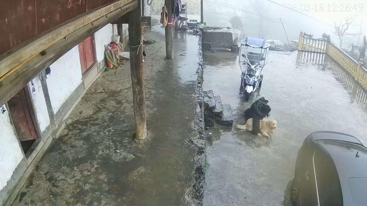 Video thumbnail for Woman and Dog Slip Together on Icy Stairs in Guizhou Snow