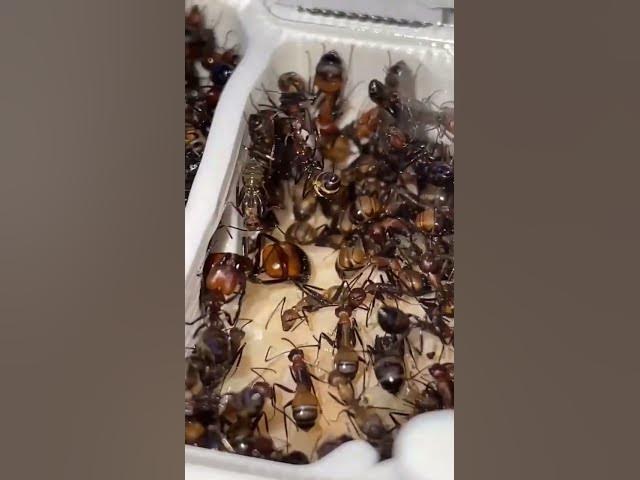 Video thumbnail for Imperio Nicobarensis 💪🏻🐜 #camponotus #nicobarensis #shorts #viral