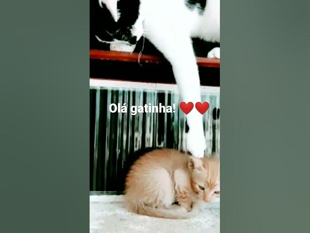 Video thumbnail for #shorts #gatinhosengraçados