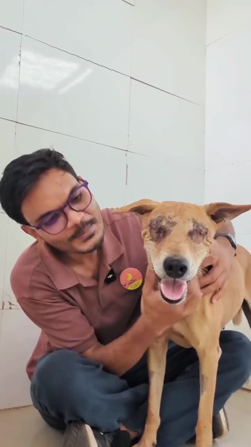 Video thumbnail for Blind Dog Rescued after Hit and Run Tragedy