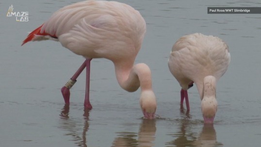 Video thumbnail for Five-Year Slimbridge Study Shows Flamingos Form Human-Like Social Bonds