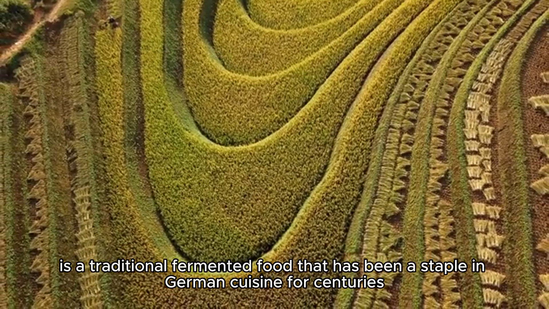 Video thumbnail for sauerkraut