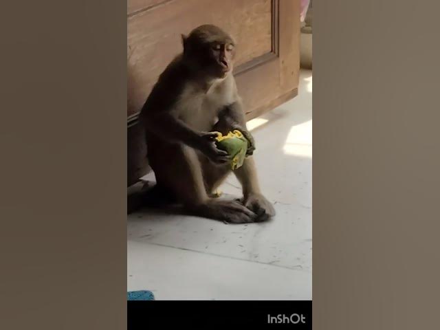 Video thumbnail for JAISHREERAM ♥️ #shreeram #merehanuman #ytviral #ytshorts #youtubetrending