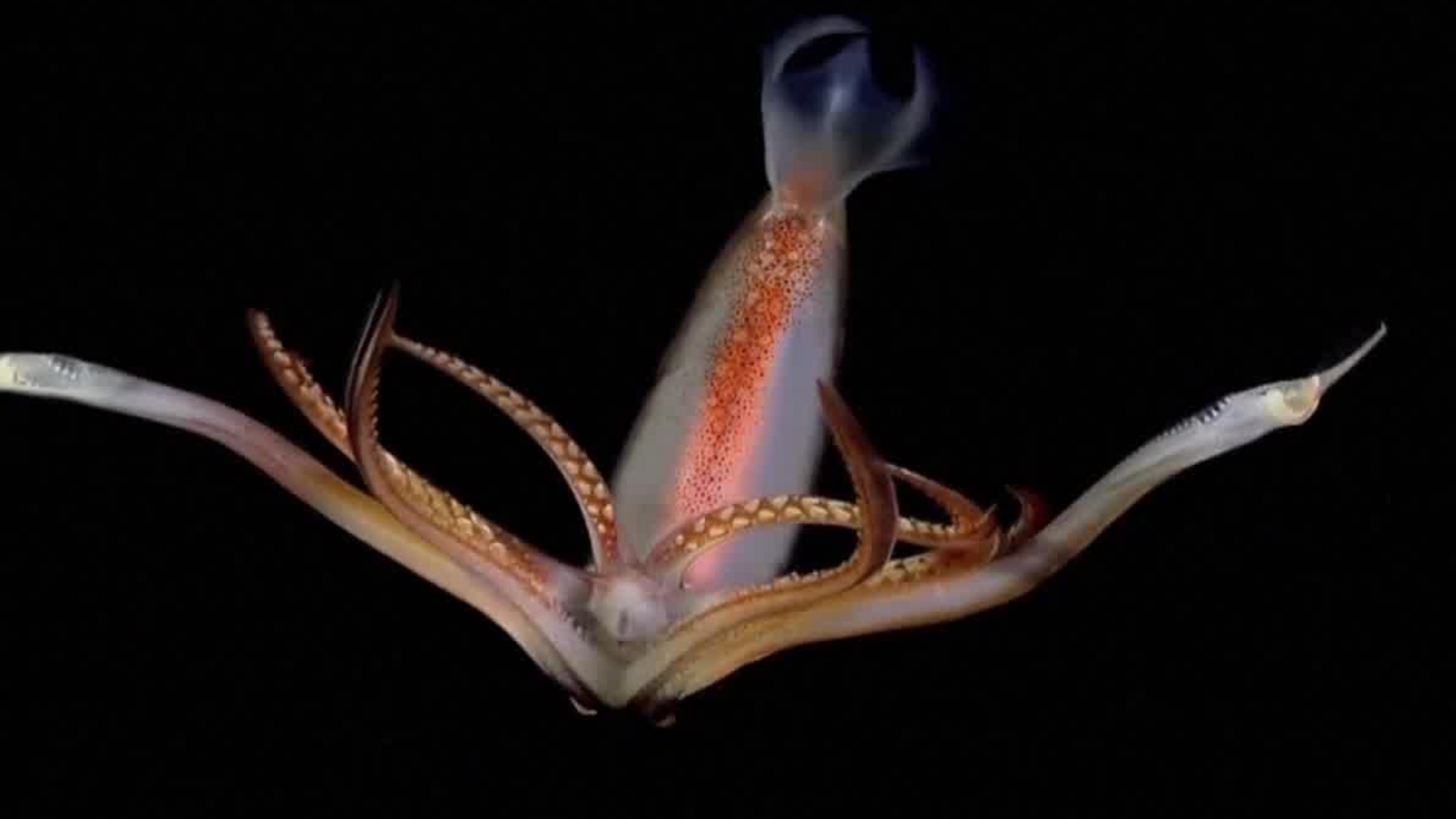 'Video thumbnail for South Atlantic Ocean livestream: Argentinian project finds worldwide audience'